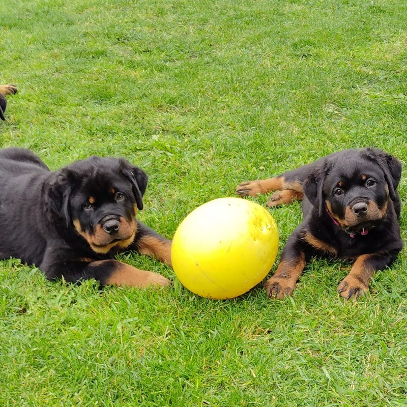 Rottweiler Welpe